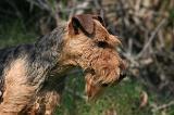 WELSH TERRIER 014